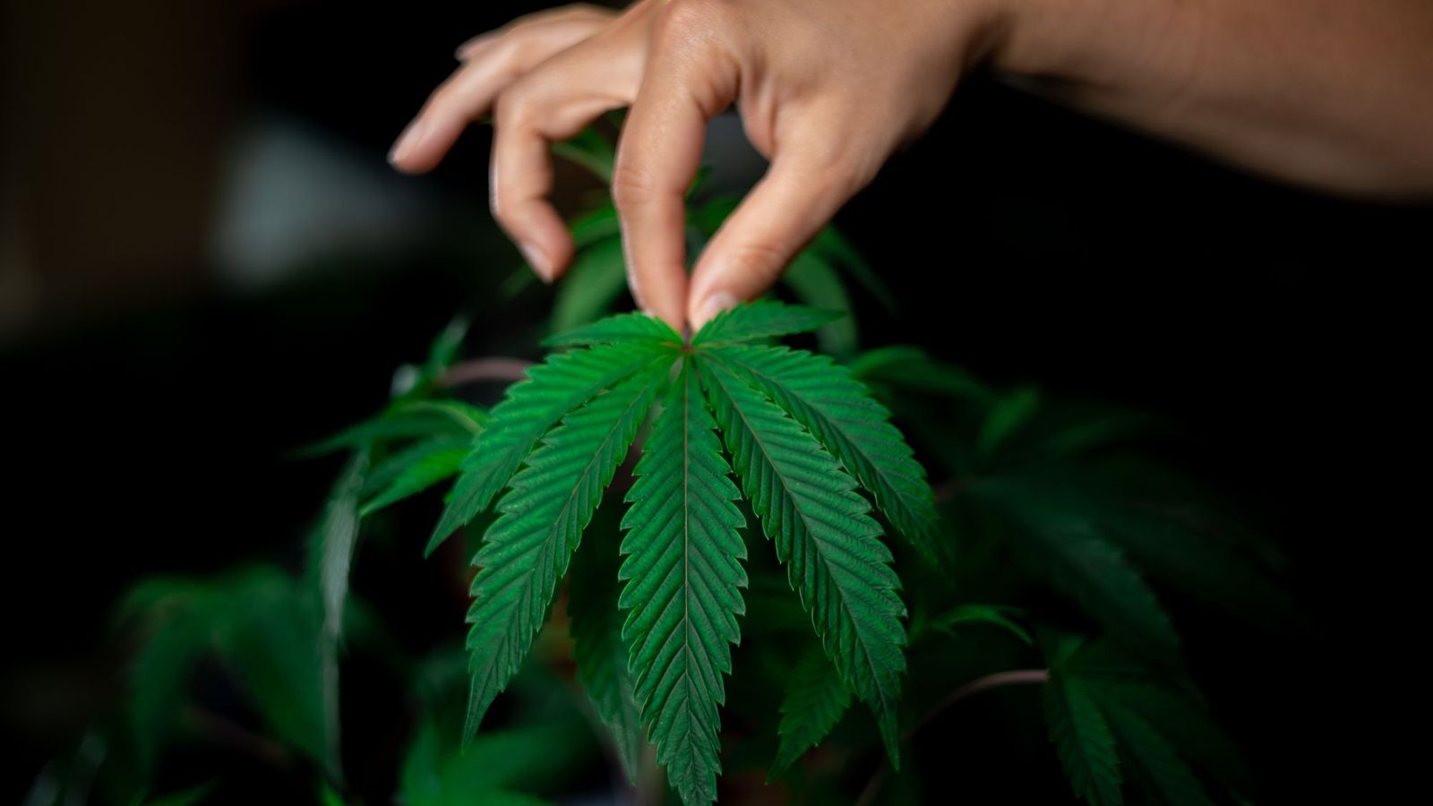 Hand holding a cannabis leaf — digital agency for the UK cannabis and hemp sector