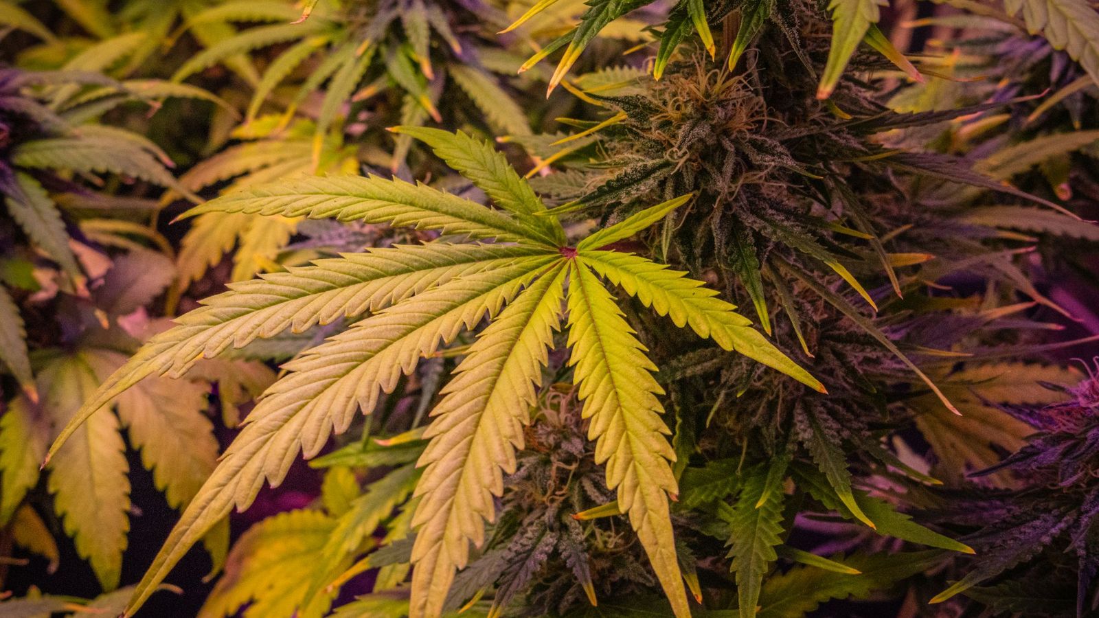 Cannabis plants under grow lights — cannabis web design by 420 Web Design UK
